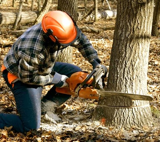 Tree Removal in Covington, VA